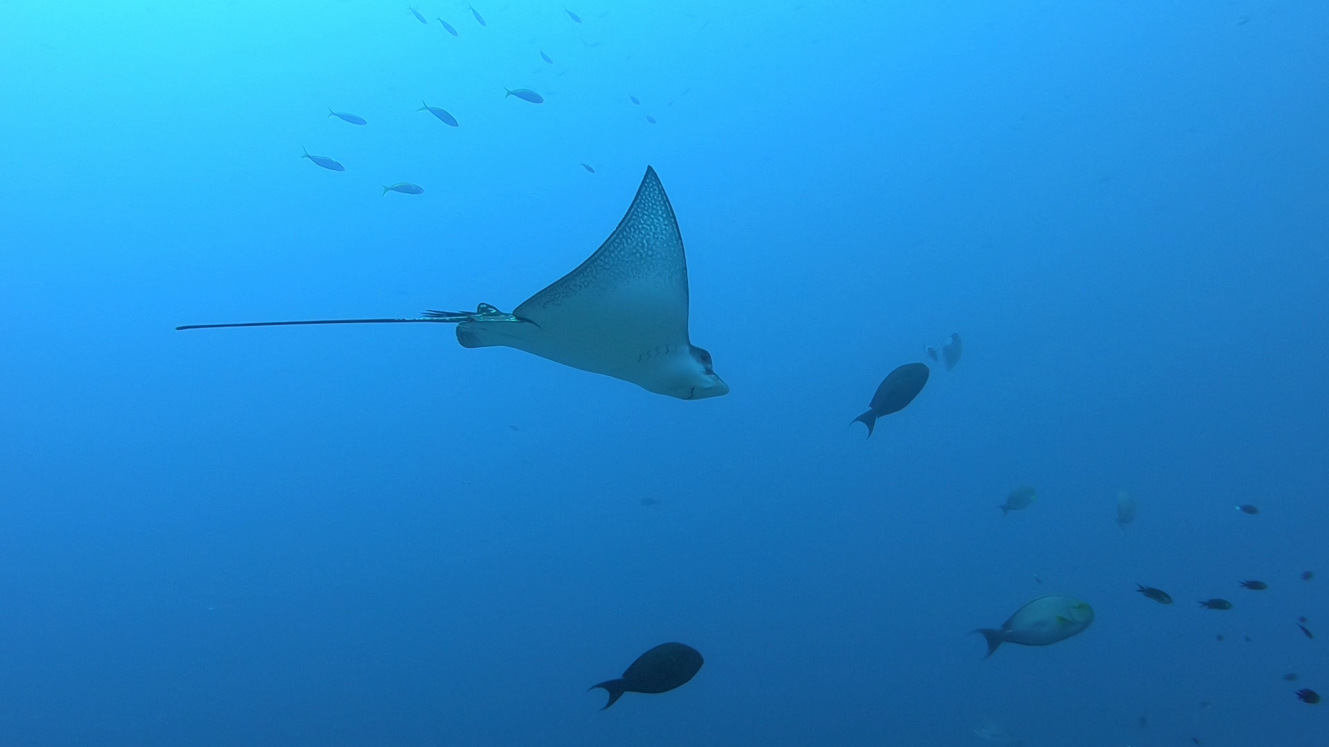 Lakshadweep - India - Eagle Ray - Tropical - Clear Water