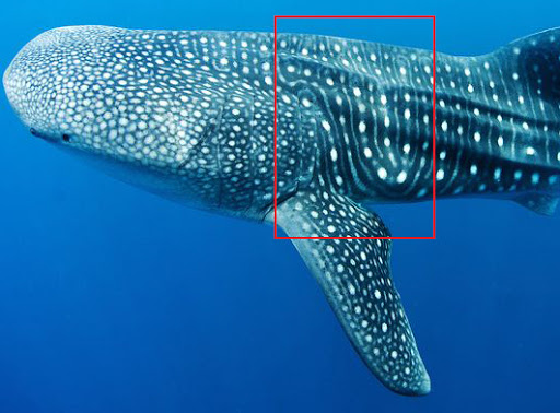 5 interesting facts about whale sharks