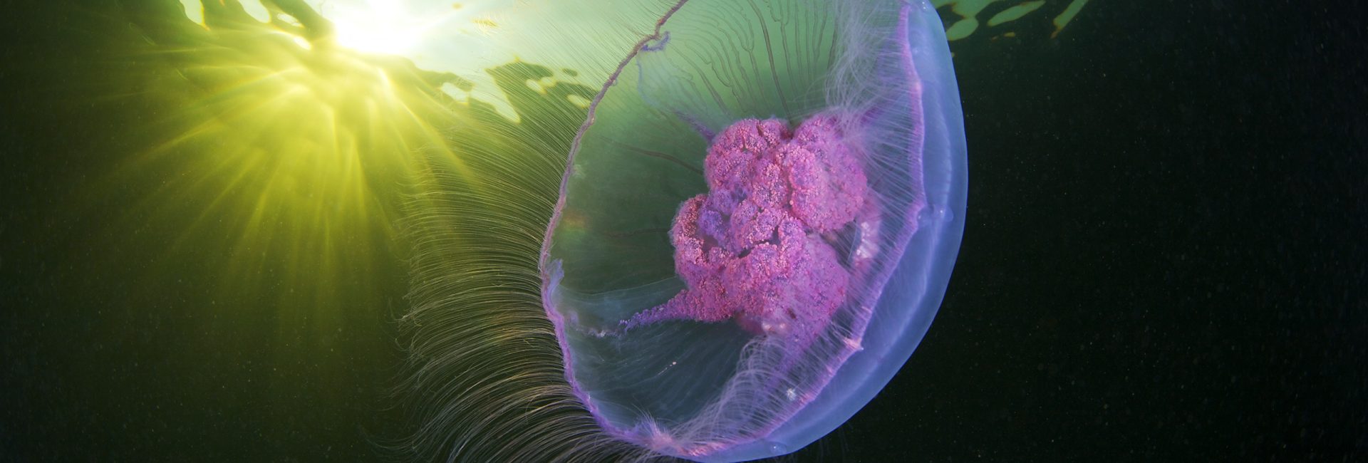 Top Places to Dive with Jellyfish