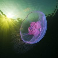 Aurelia aurita Alexander Semenov