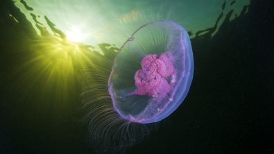 Aurelia aurita Alexander Semenov