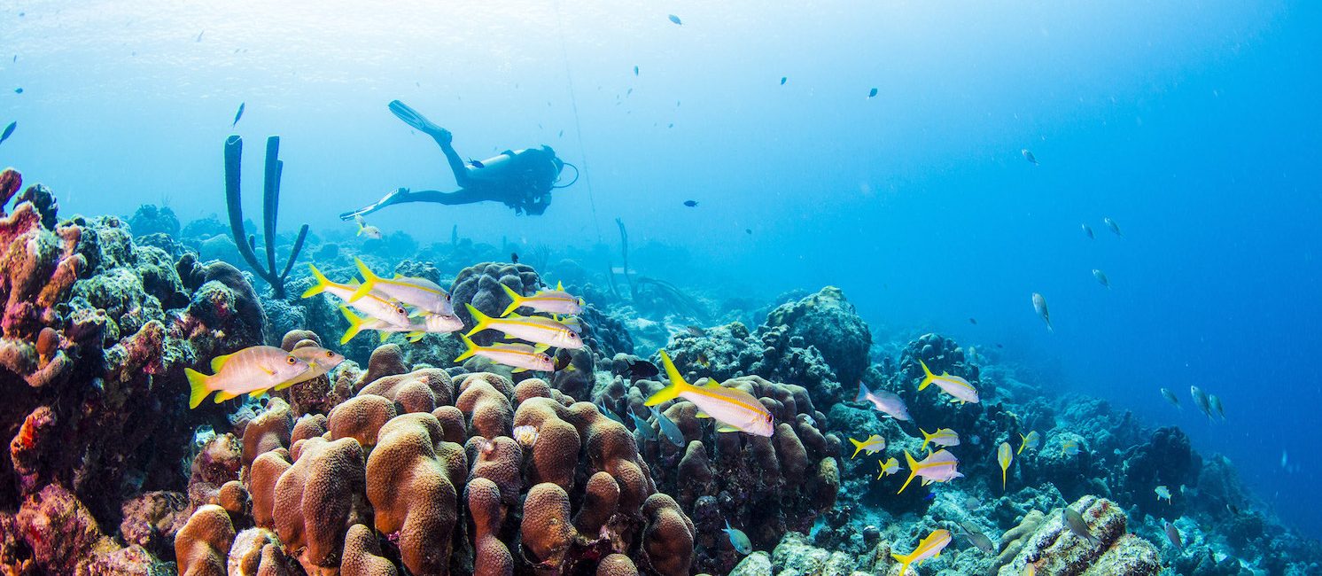 18 Ways to Cope When You Can’t Go Diving