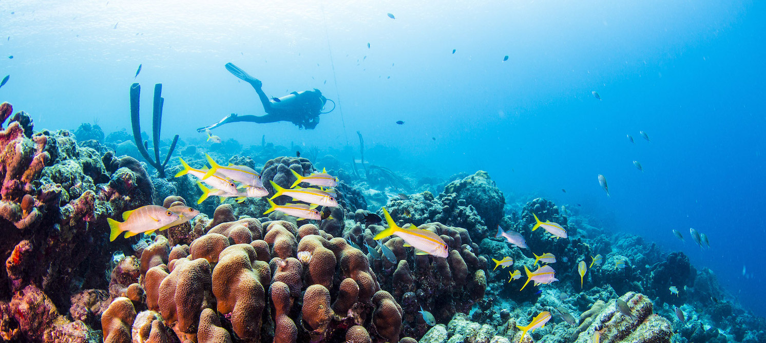 A scuba diver swimming on a coral reef in Bonaire, which is one of the best places to learn to scuba dive in the Caribbean