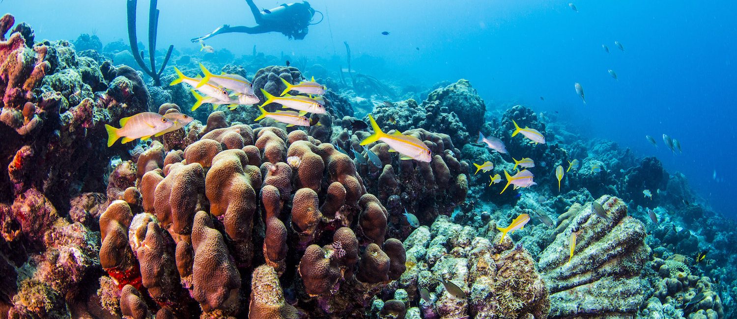 Bonaire: The Easy Diving Mecca