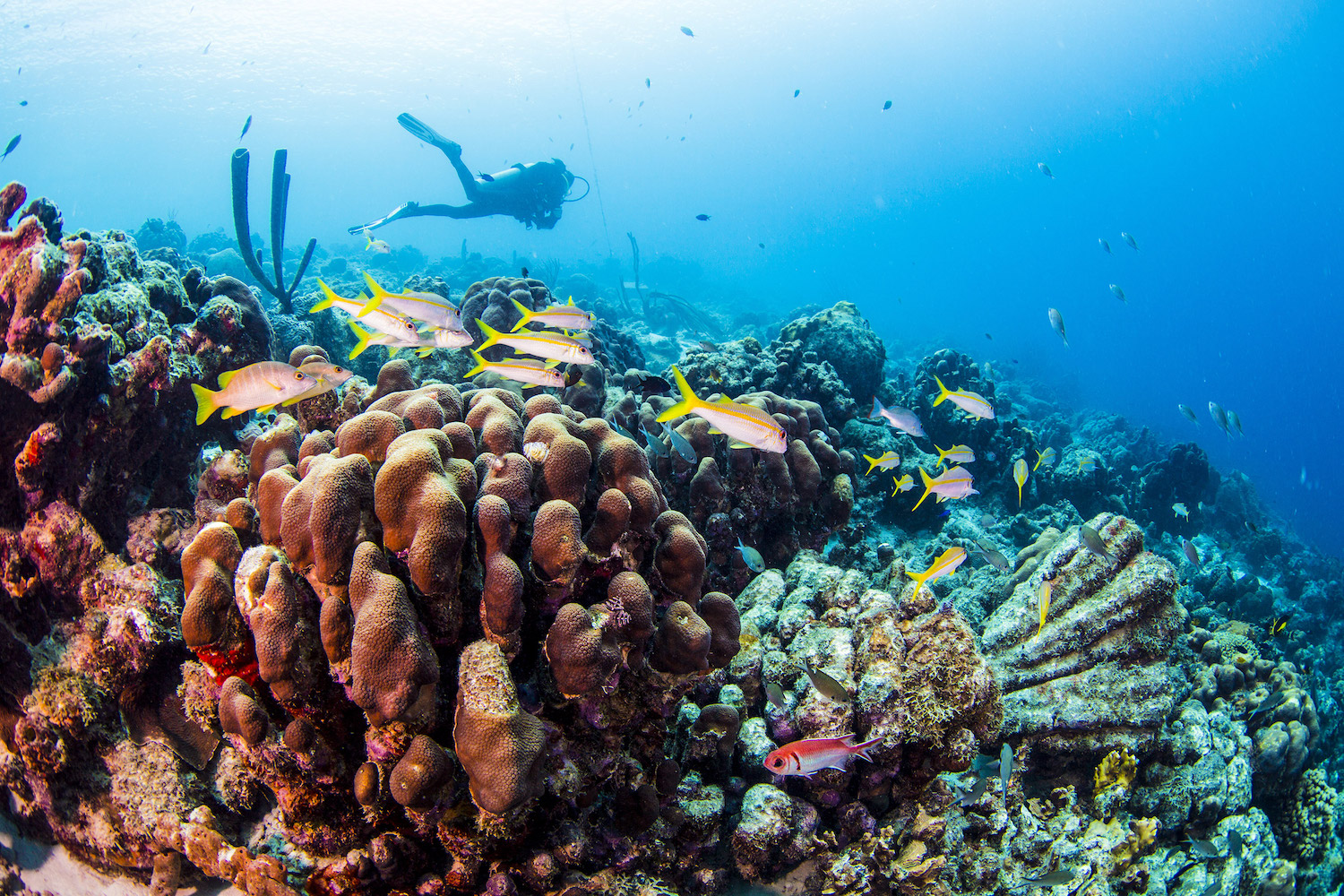 a scuba diver explores a coral reef in bonaire