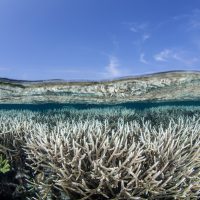 CoralBleaching_Shutterstock