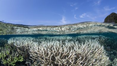 CoralBleaching_Shutterstock