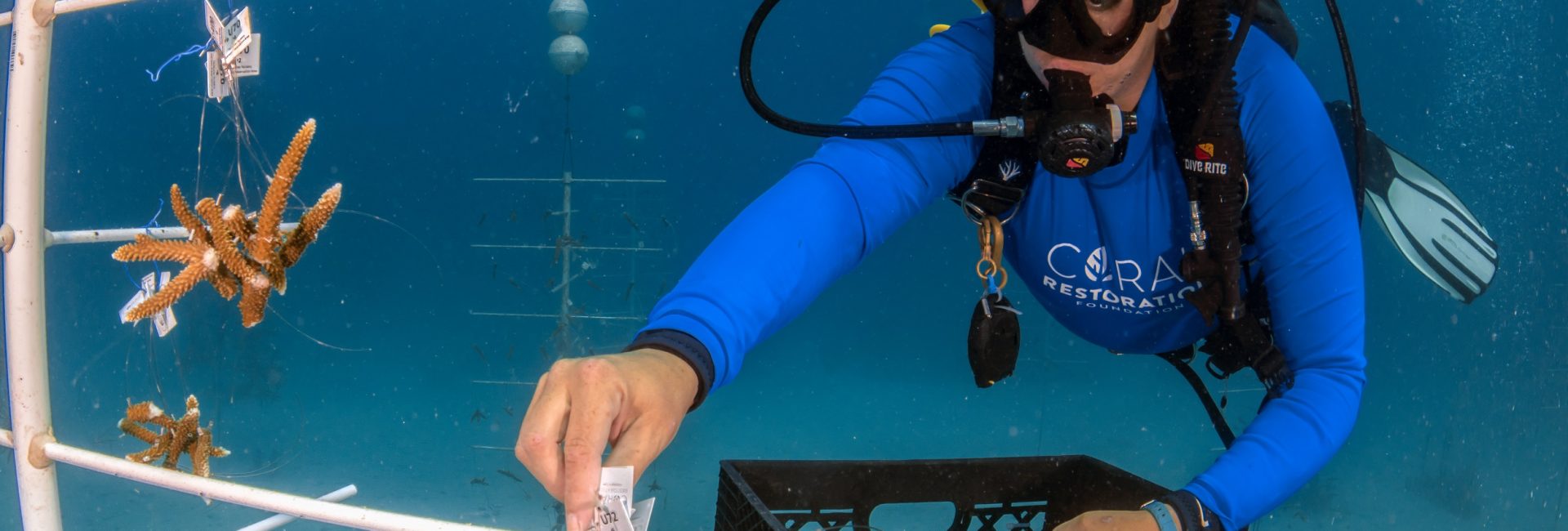Get Involved with Coral Restoration