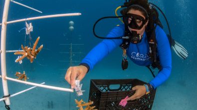 A duver doing maintenance on a coral tree for the Coral Restoration Foundation