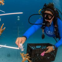 A duver doing maintenance on a coral tree for the Coral Restoration Foundation