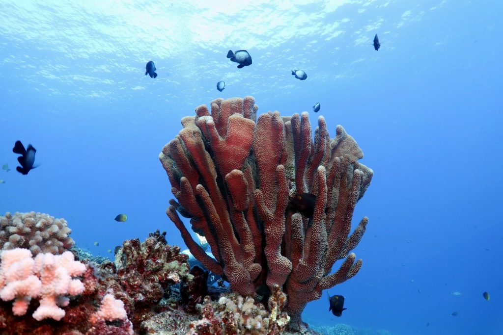 Diving into a volcano crater