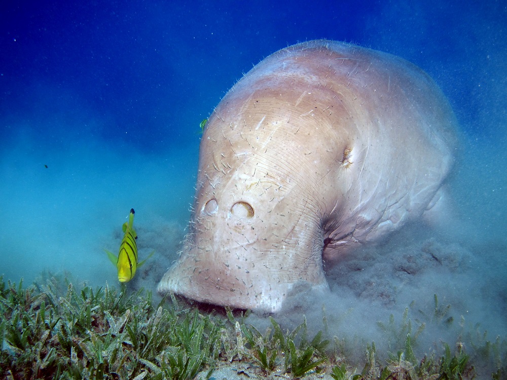 dive with dugongs - eating seagrass