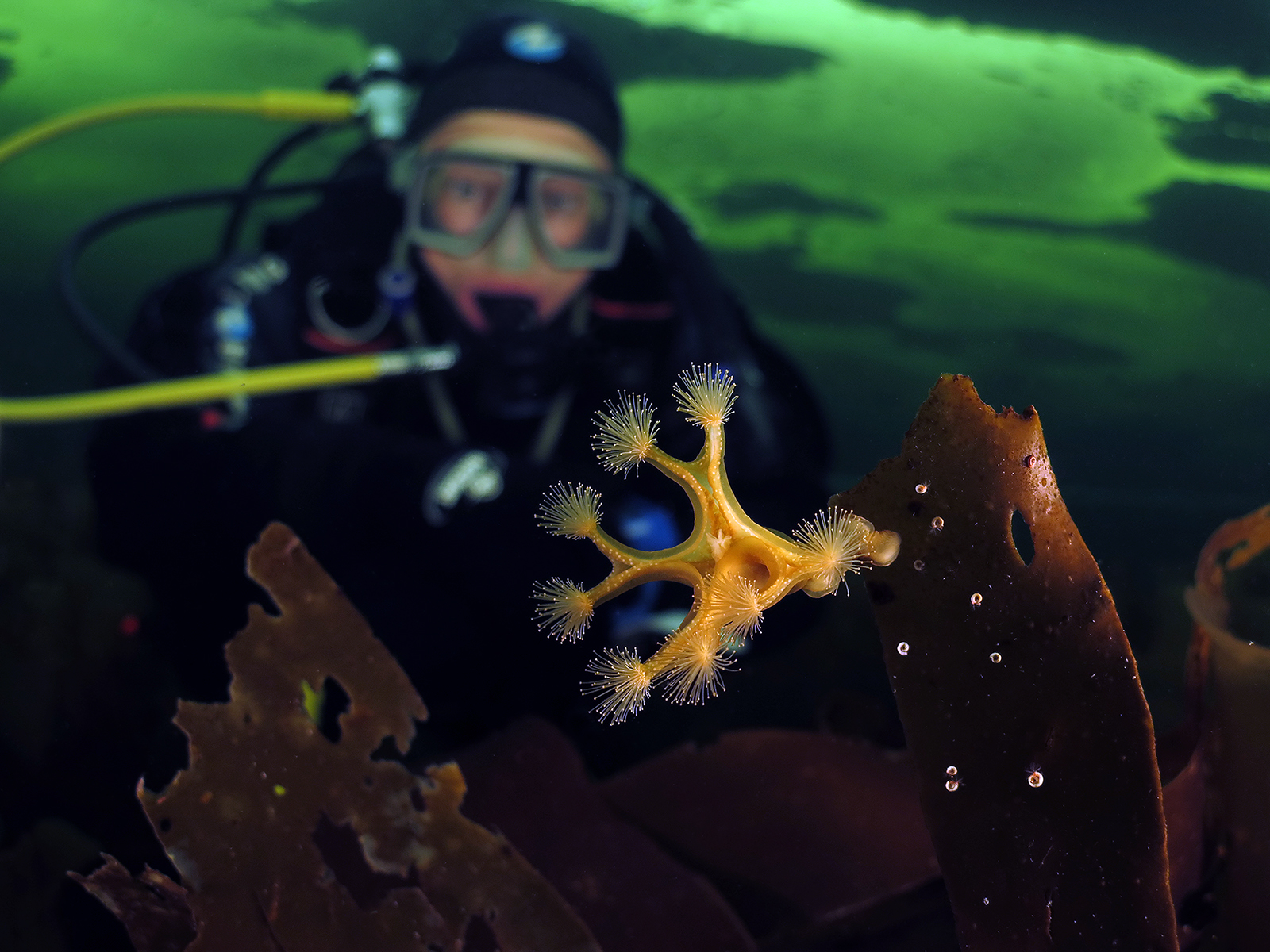 Lucernaria quadricornis with a diver Alexander Aristarkhov