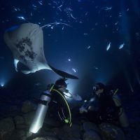 Hawaii Night Dive