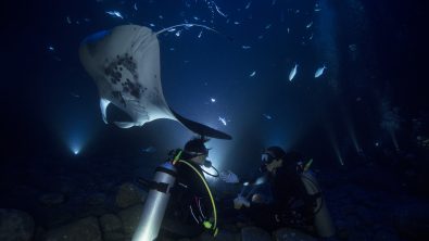 Hawaii Night Dive