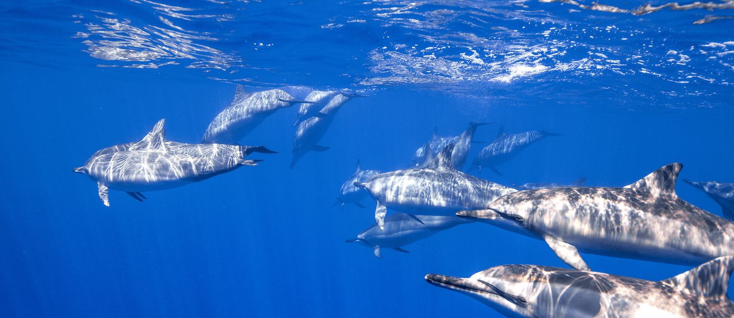 16 maneras de salvar el océano en casa