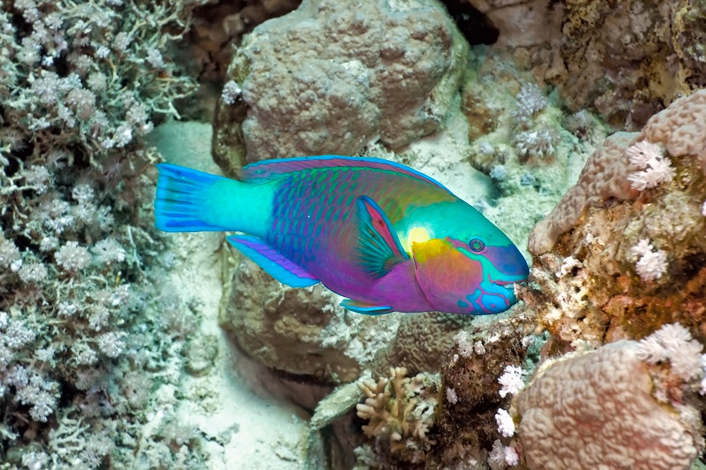 A vibrant and colorful parrotfish nibbling on a coral reef, which is a popular sighting at Kahuna Canyon, Oahu