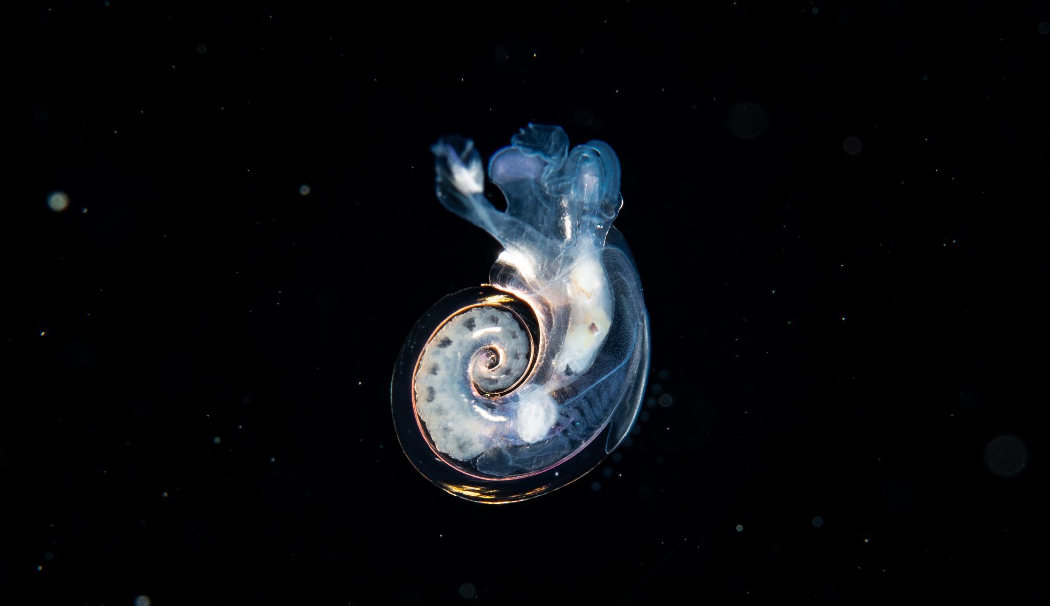 Plankton_OceanAcidification_Shutterstock