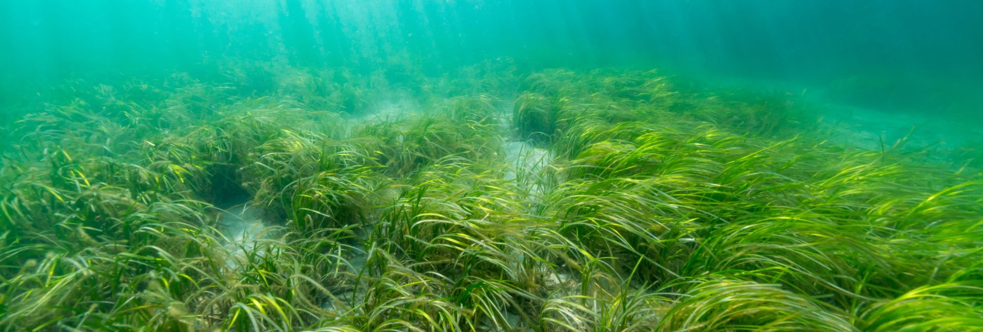 Joining Forces To Save The Ocean