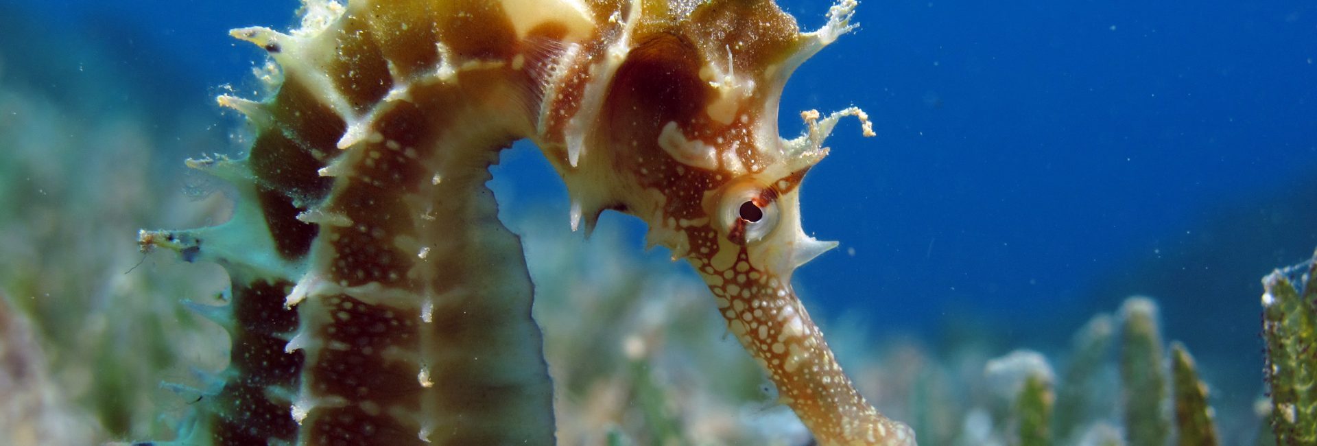 Spectacular Seahorses: 10 Things to Know About These Tiny Undersea Wonders