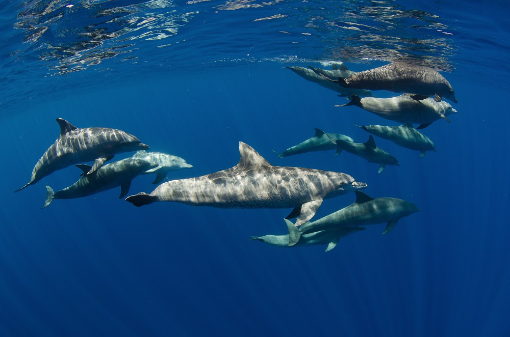 bottlenose dolphins swimming together in the open ocean
