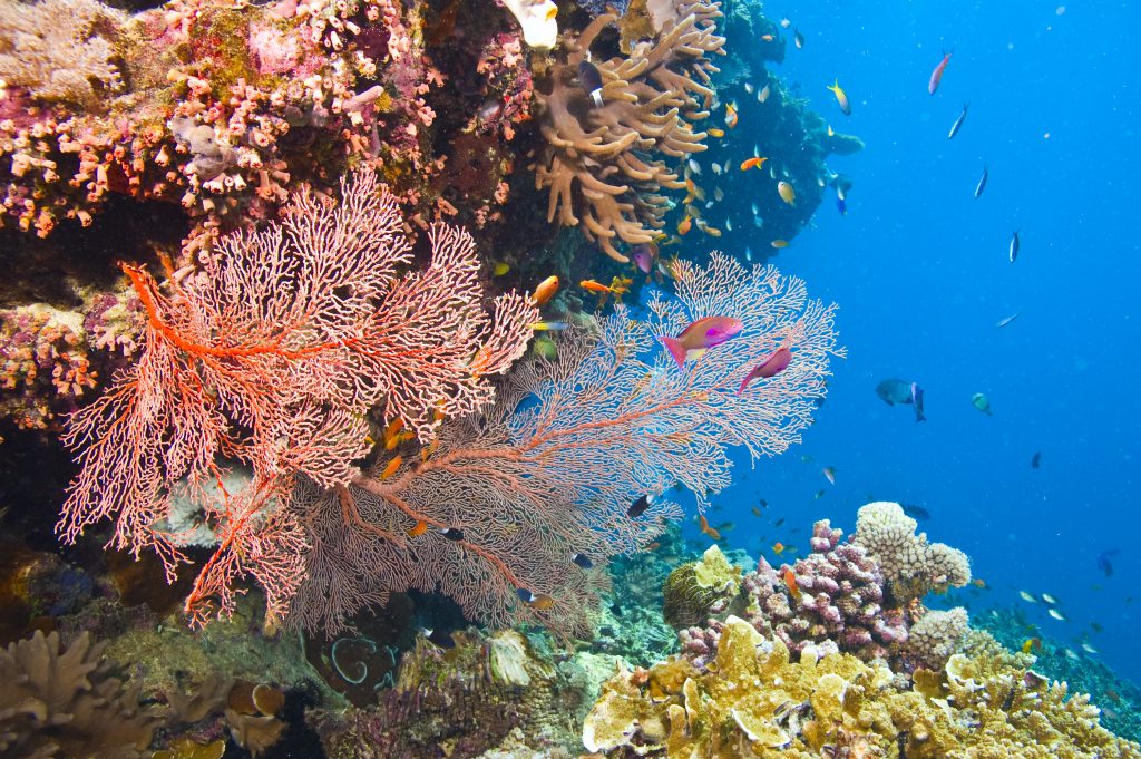 bright orange pink and yellow corals underwater on the great barrier reef