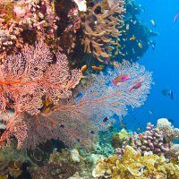 great-barrier-reef - Australia - coral