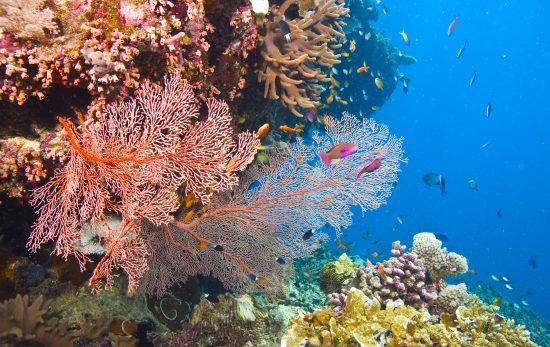 great-barrier-reef - Australia - coral