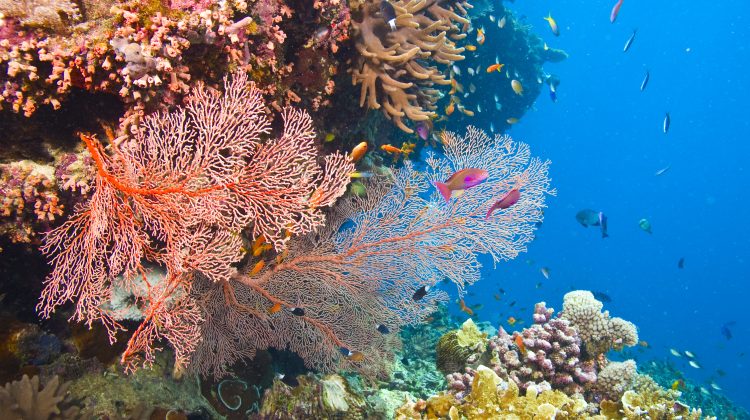 great-barrier-reef - Australia - coral