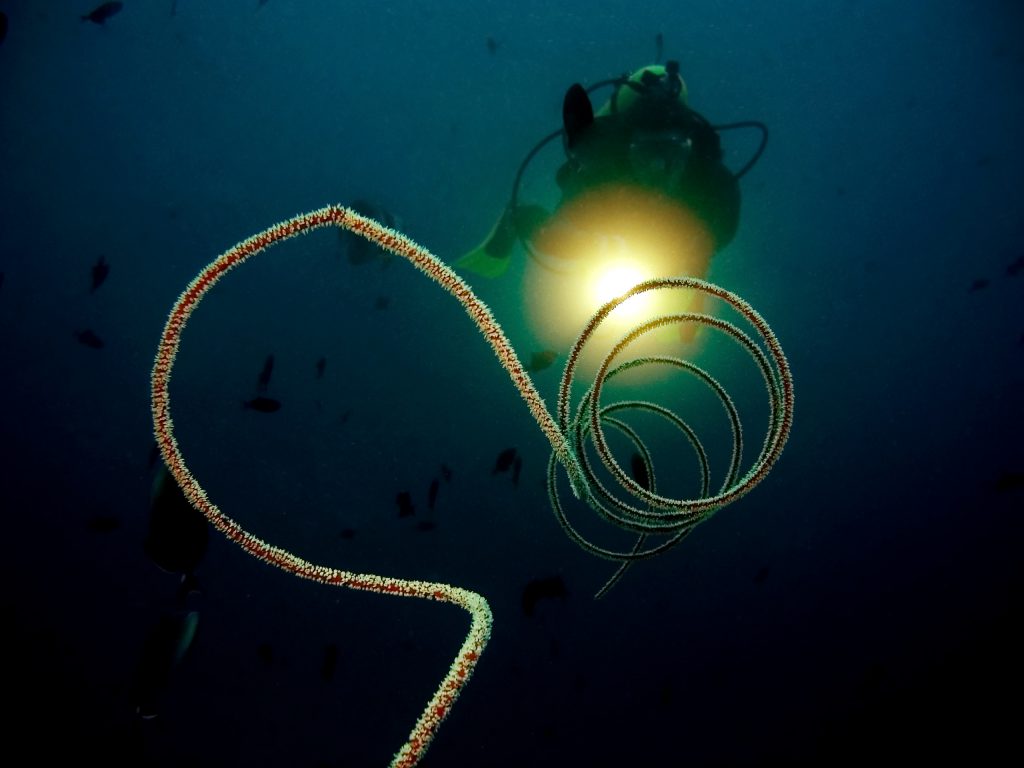 night diving focus