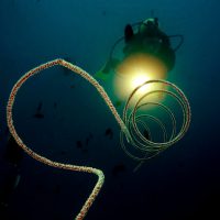 Diver lighting up a whip coral with a torch on a night dive
