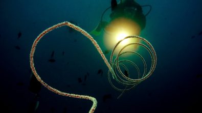 Diver lighting up a whip coral with a torch on a night dive