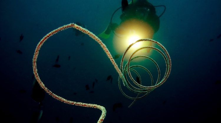 Diver lighting up a whip coral with a torch on a night dive