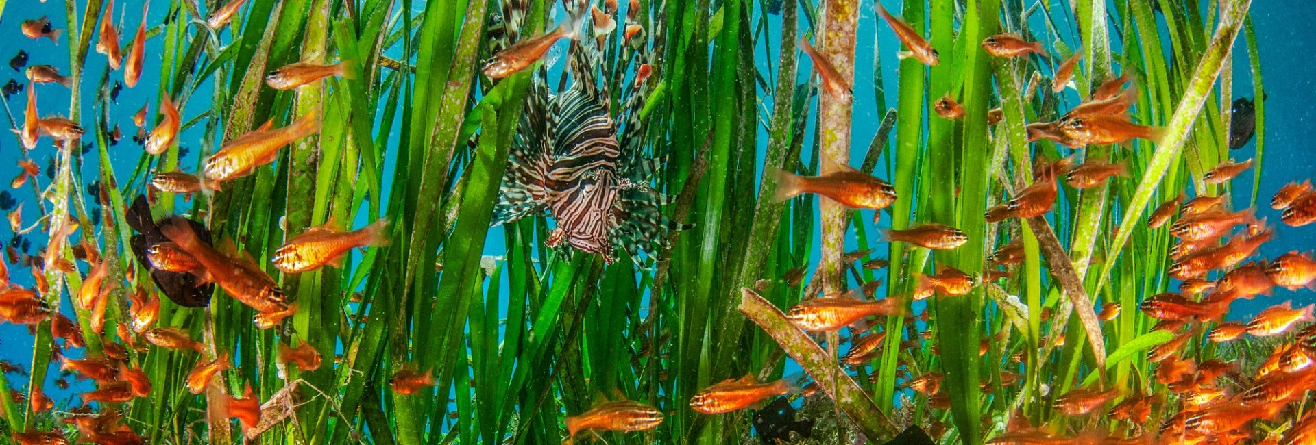 10 Facts About Seagrass You Probably Didn’t Know