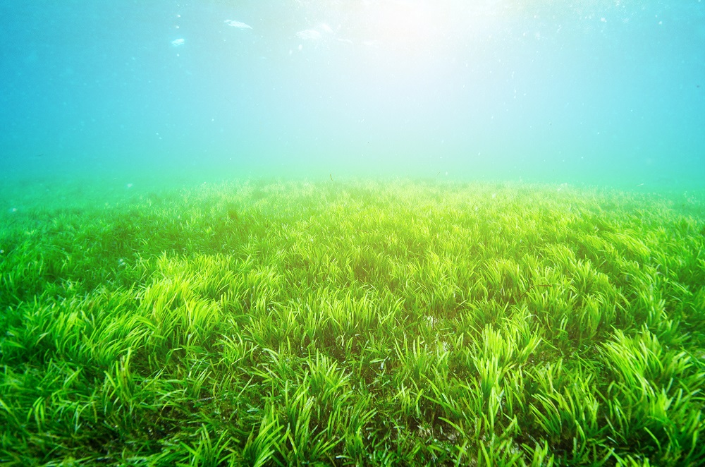 What is seagrass?