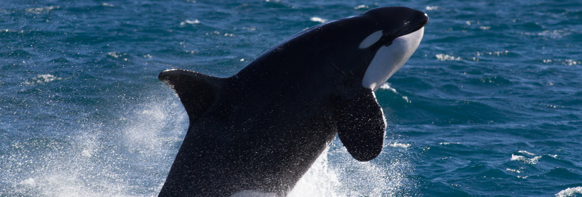 Orca – Whale or Dolphin?