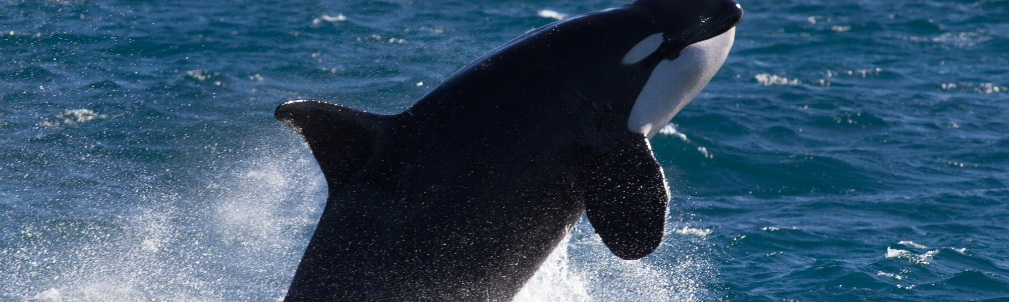 シャチ – それはクジラかイルカか？