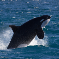 Orca - Killer Whale - Topside