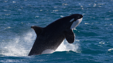 Orca - Killer Whale - Topside