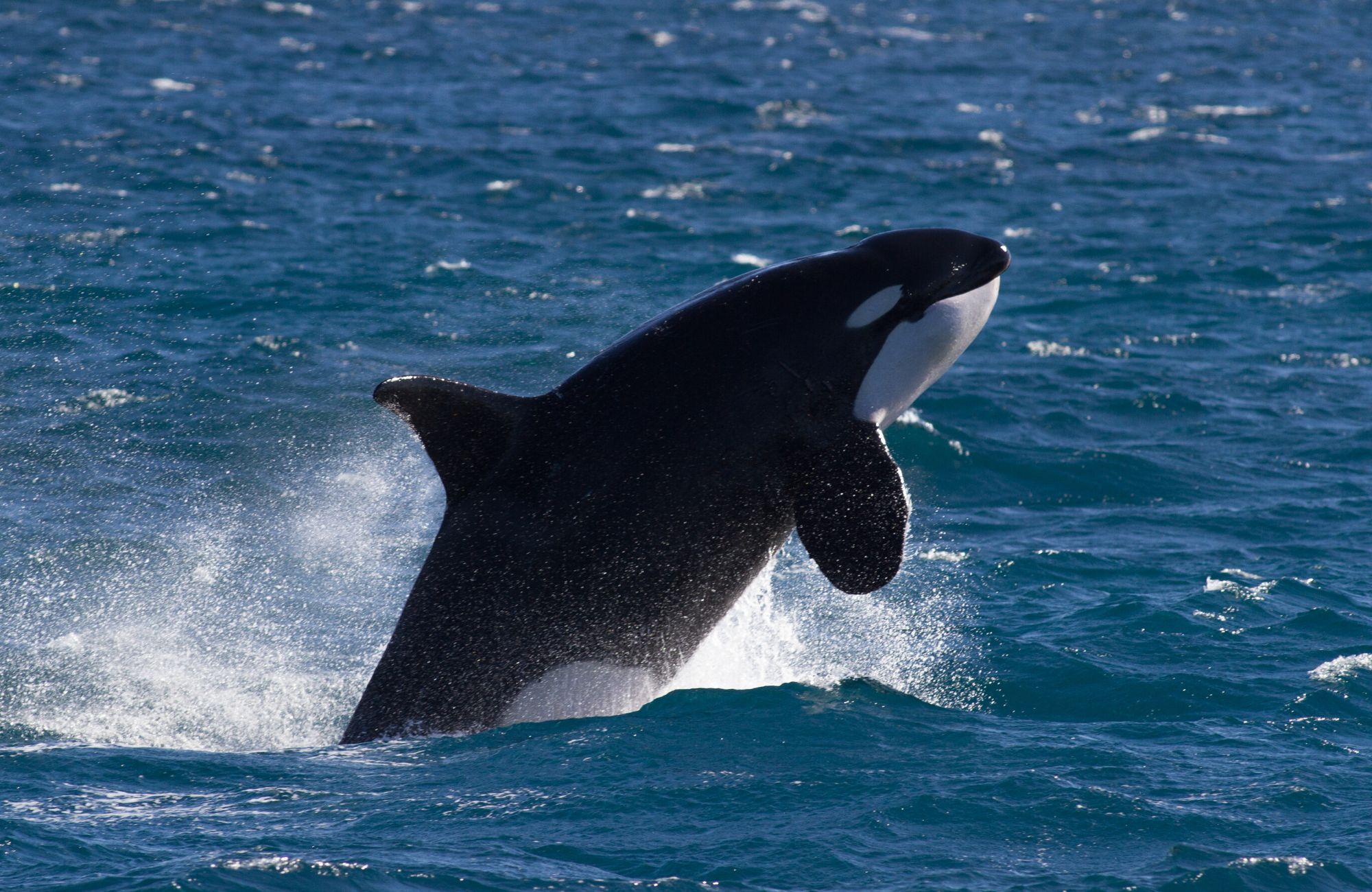 Orca - Killer Whale - Topside