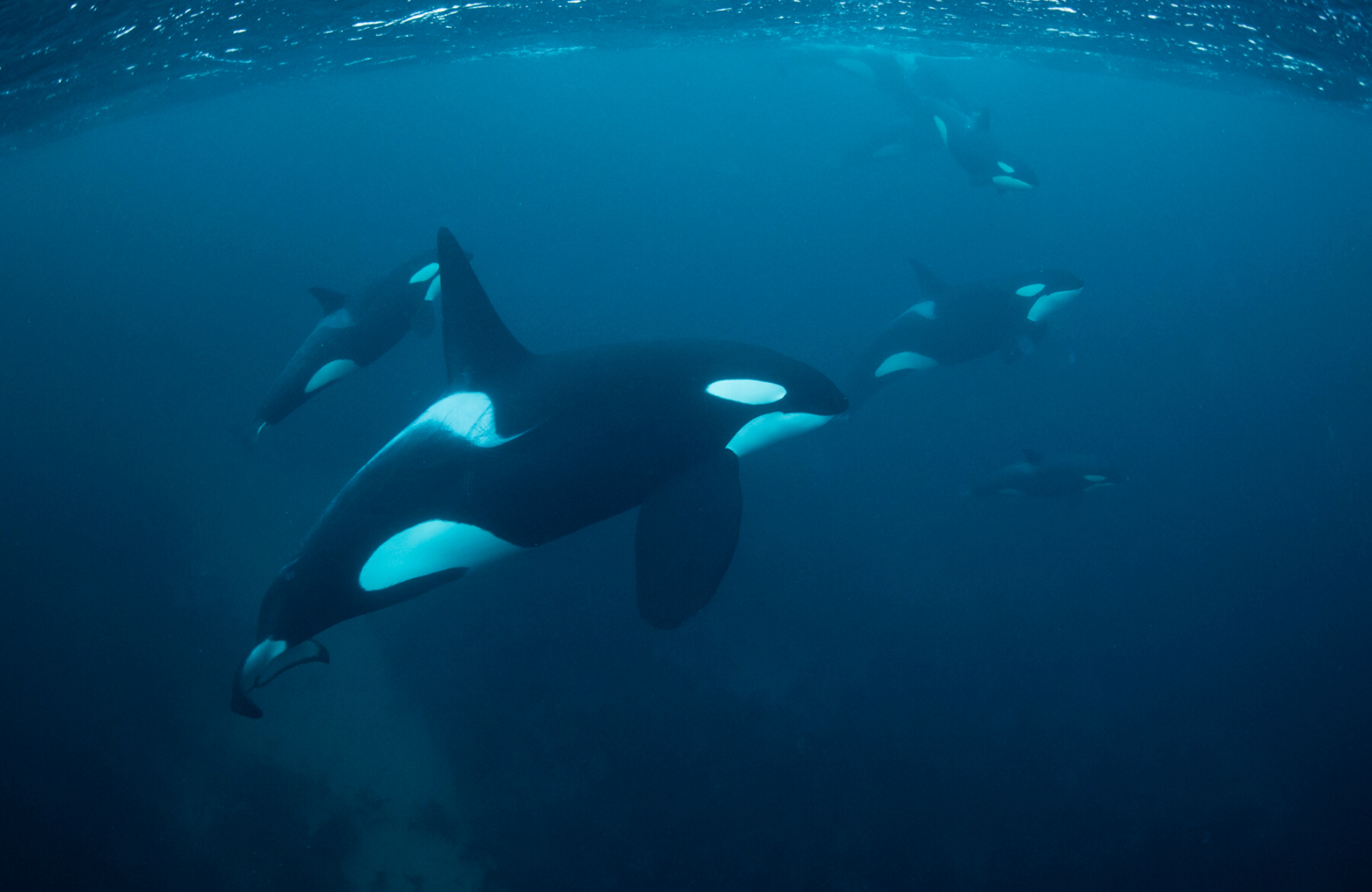 A pod of orcas hunting and feeding, and a natural marvel that makes the Poor Knights one of the best destinations for diving