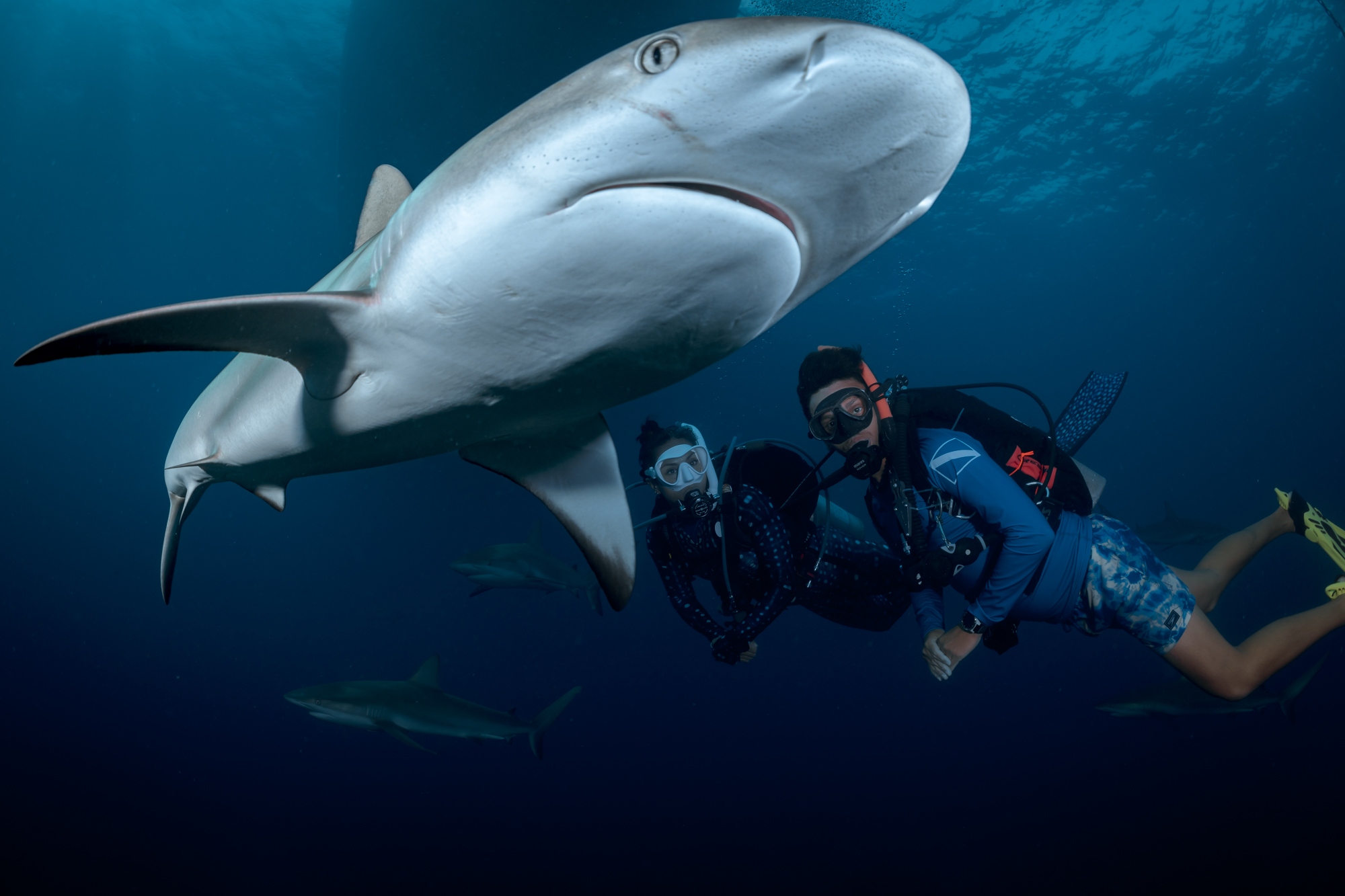 바하마에서 다이빙을 하던 두 다이버가 수중에서 상어를 잡습니다.