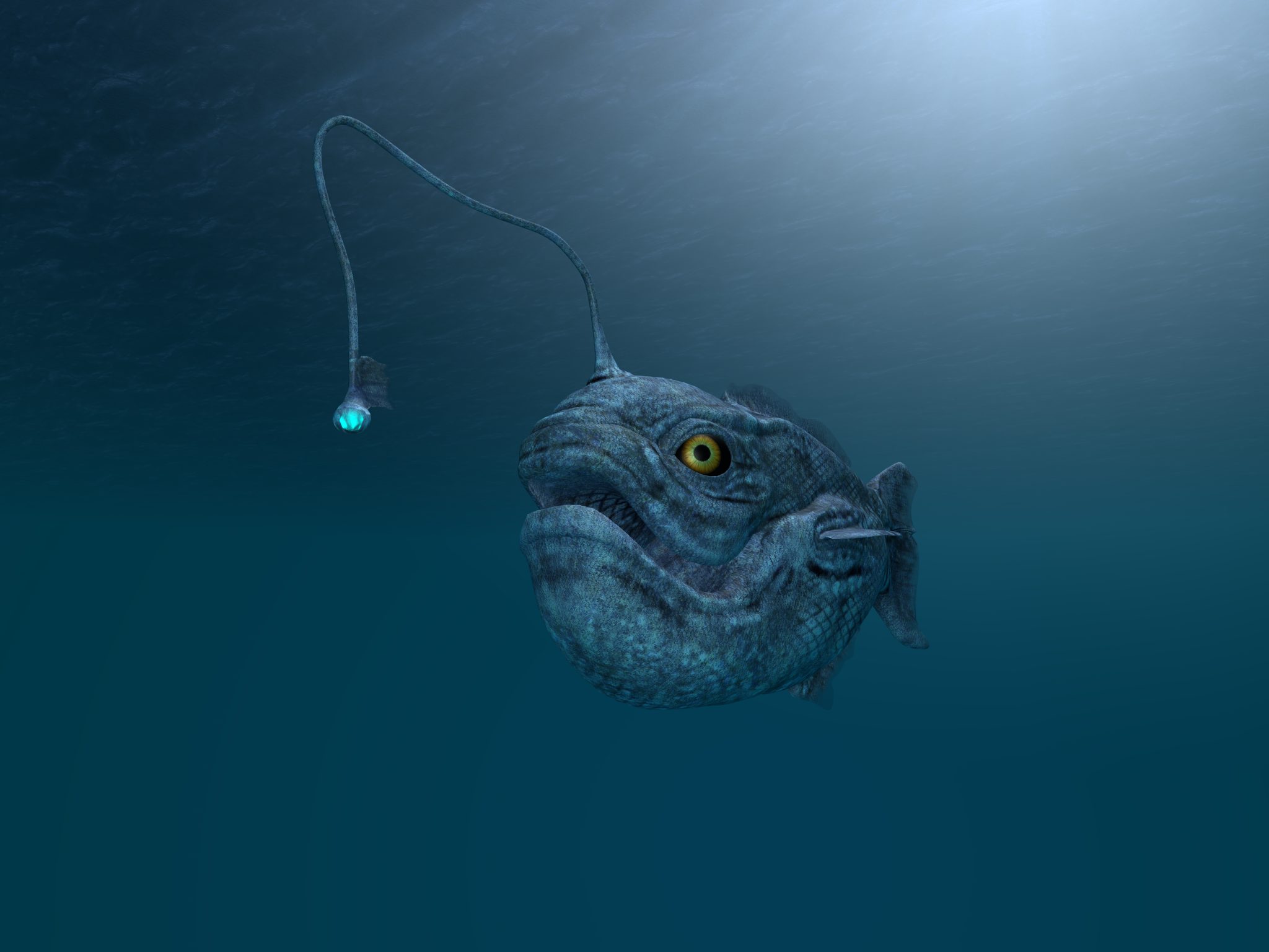 Angler Fish - Underwater