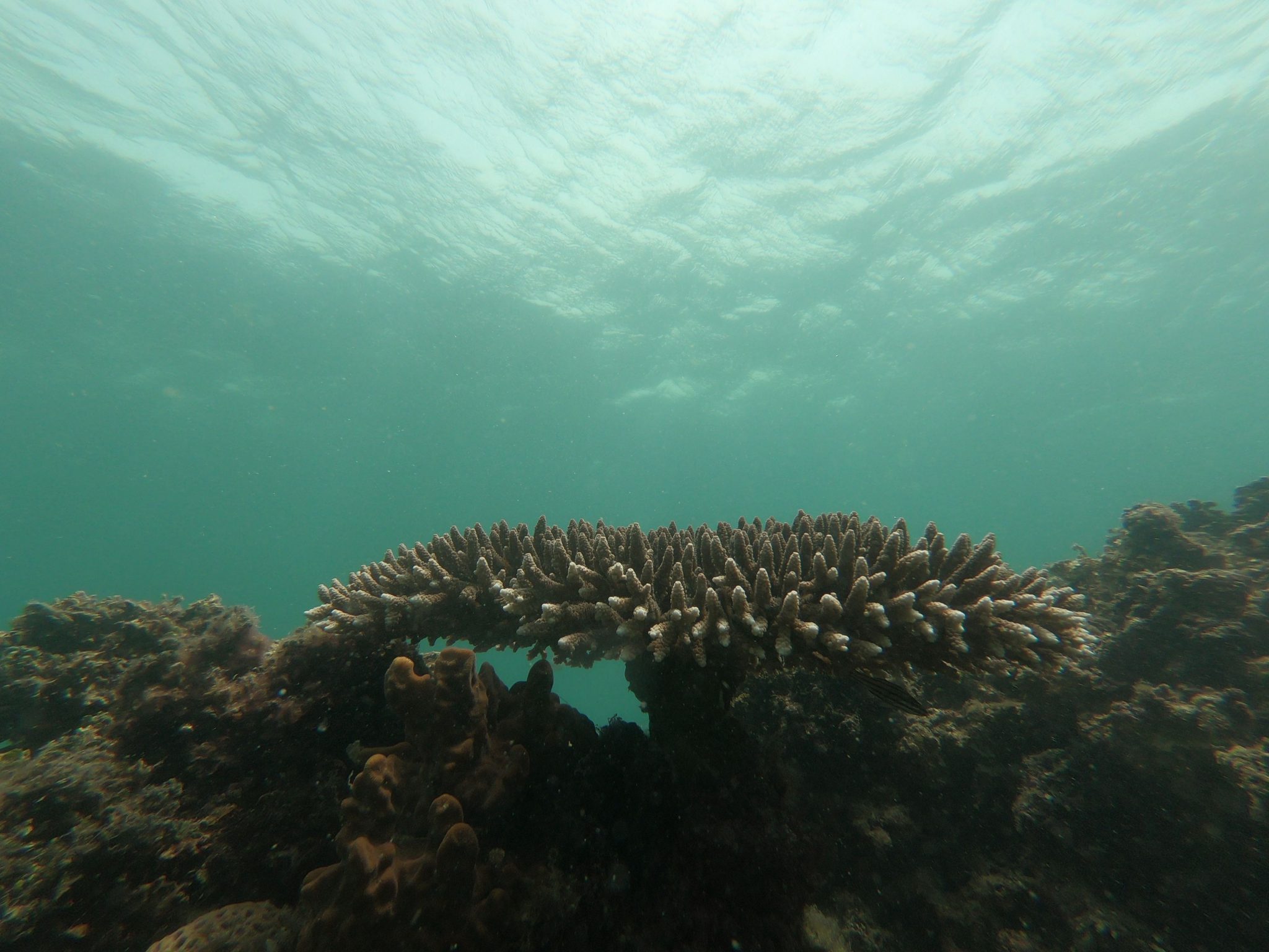 India - underwater - scuba diving - ocean