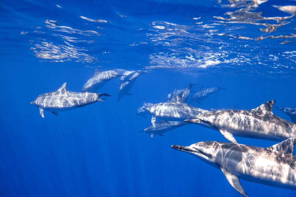 dolphins in Hawaii