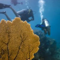 Start your diving adventure