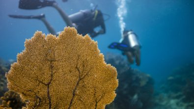 Start your diving adventure