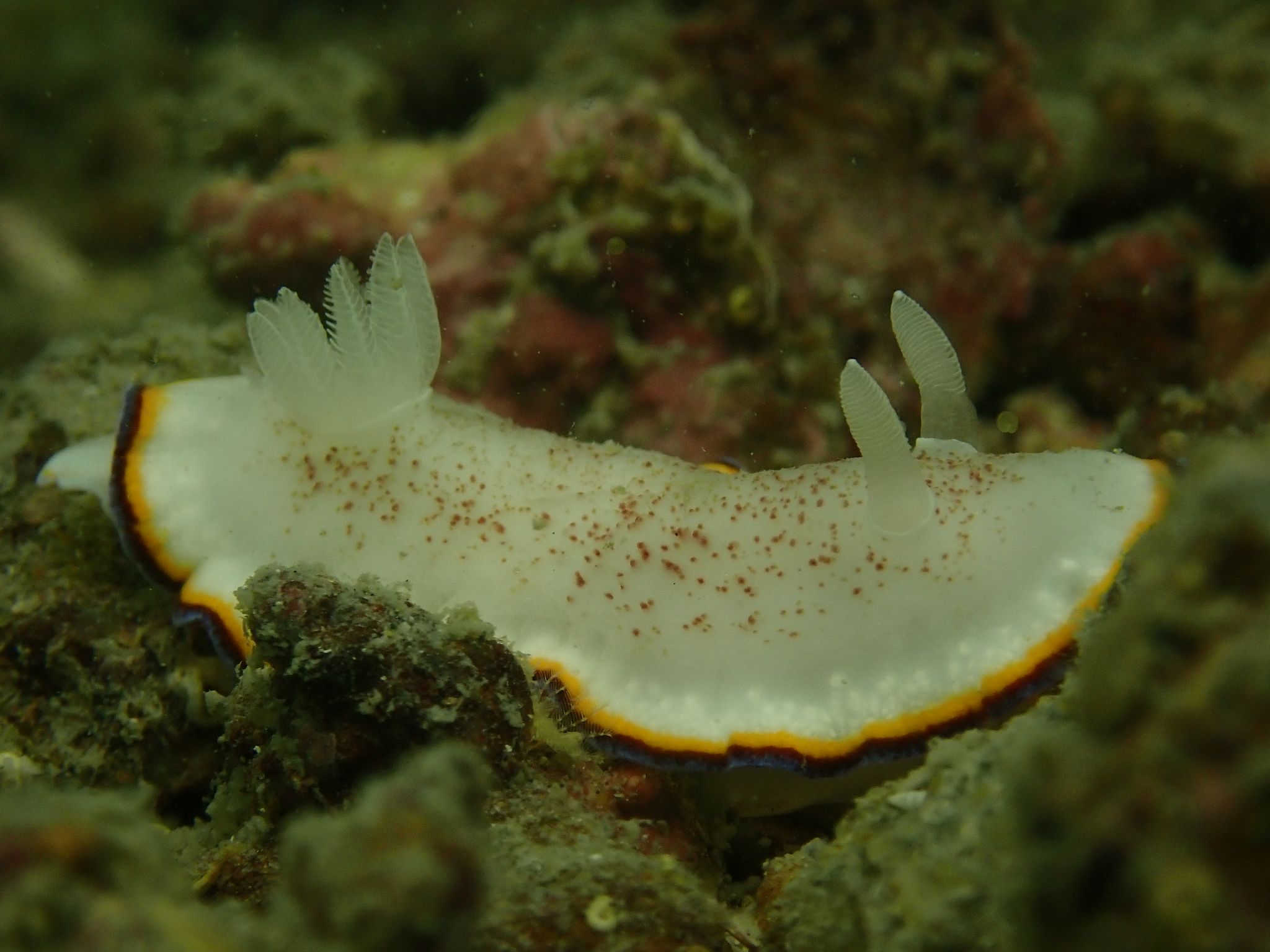 India - underwater - scuba diving - ocean