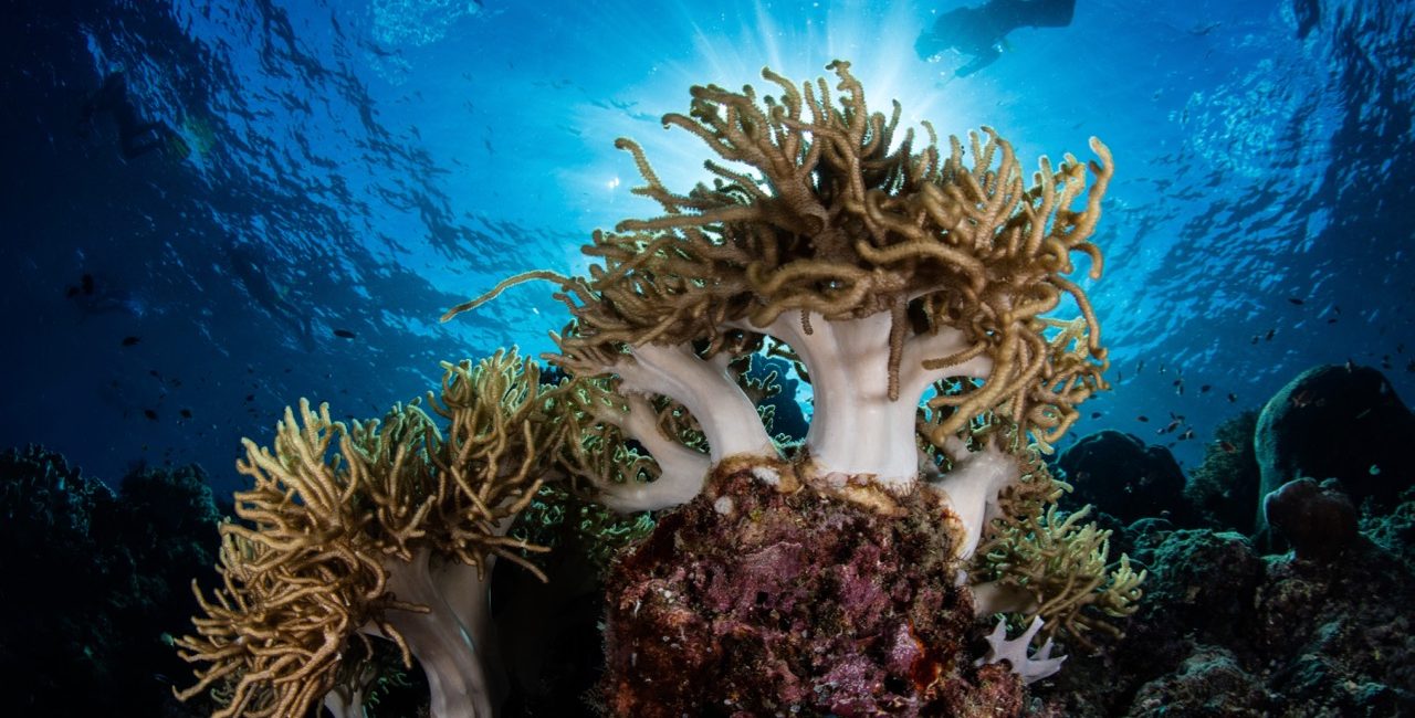 April Calendar for Staying Engaged with the Underwater World