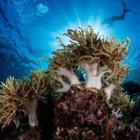 scuba diving calendar April
